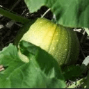 Charlie Lake Community Garden 2025